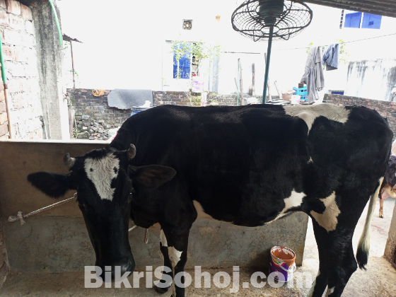 ফ্রিজিয়ান গাভী